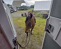 quarter-horse-for-sale
