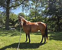 quarter-horse-mare