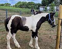 all-around-gypsy-vanner-horse