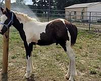 athletic-gypsy-vanner-horse
