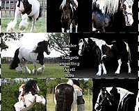 calf-roping-gypsy-vanner-horse
