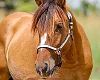 ri-gypsy-vanner-horse