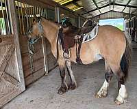 dun-ri-horse