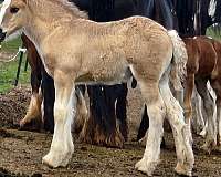 dun-grulla-colt
