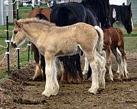 grulla-gypsy-vanner-colt