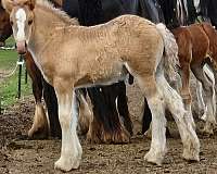 grulla-colt-for-sale