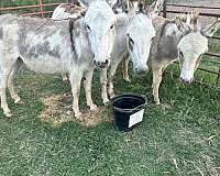 donkey-mare