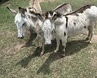 donkey-for-sale