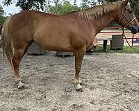 barrel-horse-quarter-pony