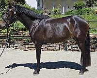 equitation-mare-yearling