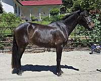 foundation-mare-yearling