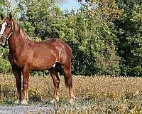 sorrel-belgian-gelding