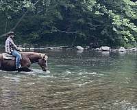 16-hand-belgian-gelding