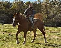sorrel-gelding-for-sale