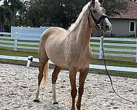 dressage-palomino-thoroughbred-horse