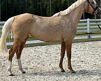 ability-thoroughbred-horse