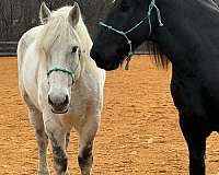 adult-percheron-horse