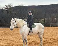 beauty-percheron-horse