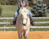 best-percheron-horse