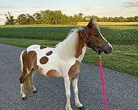 miniature-mare