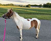 miniature-pony-for-sale