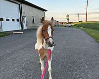 miniature-pony
