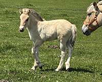 brown-fjord-colt