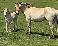 brown-colt-for-sale