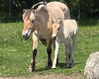 14-hand-fjord-colt