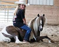 chocolate-trail-class-competition-pony