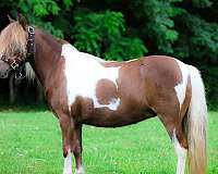all-around-miniature-pony