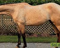 callie-andalusian-horse