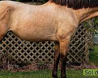 back-andalusian-horse