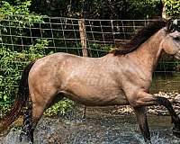 baroque-andalusian-horse