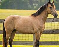 buckskin-andalusian-mare