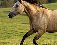 broodmare-andalusian-horse
