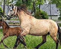 buckskin-andalusian-horse