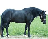 beginner-quarter-pony