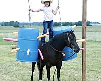 experienced-quarter-pony