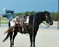 jumping-quarter-pony