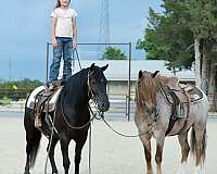 kid-safe-quarter-pony
