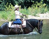 ranch-quarter-pony