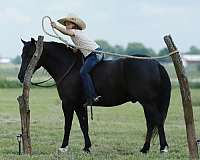 ridden-english-quarter-pony