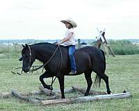 ridden-western-quarter-pony