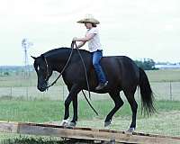 show-quarter-pony