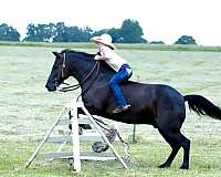 therapy-quarter-pony