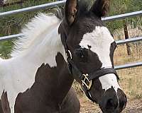 black-tobianodouble-homozygous-horse