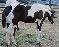 tobianodouble-homozygous
