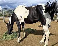 tobianodouble-homozygous-horse