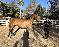 bay-white-blaze-snip-horse